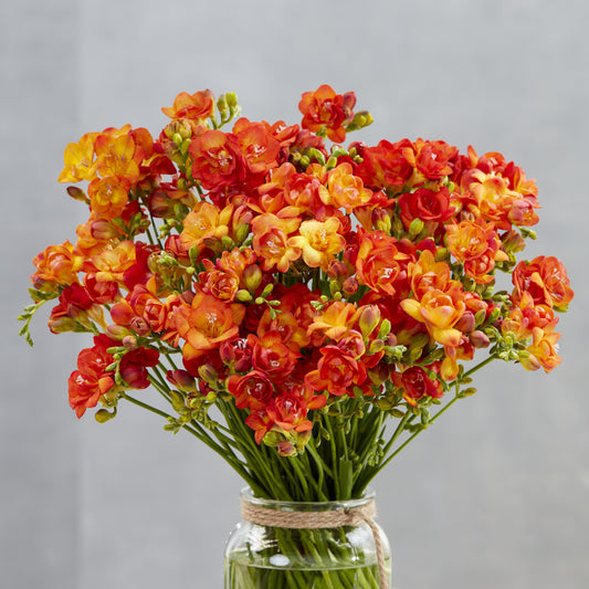 Gefüllte Freesien orange (x25) - Bakker