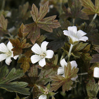 Storchschnabel 'Sanne' - Geranium oxonianum Sanne - Bakker