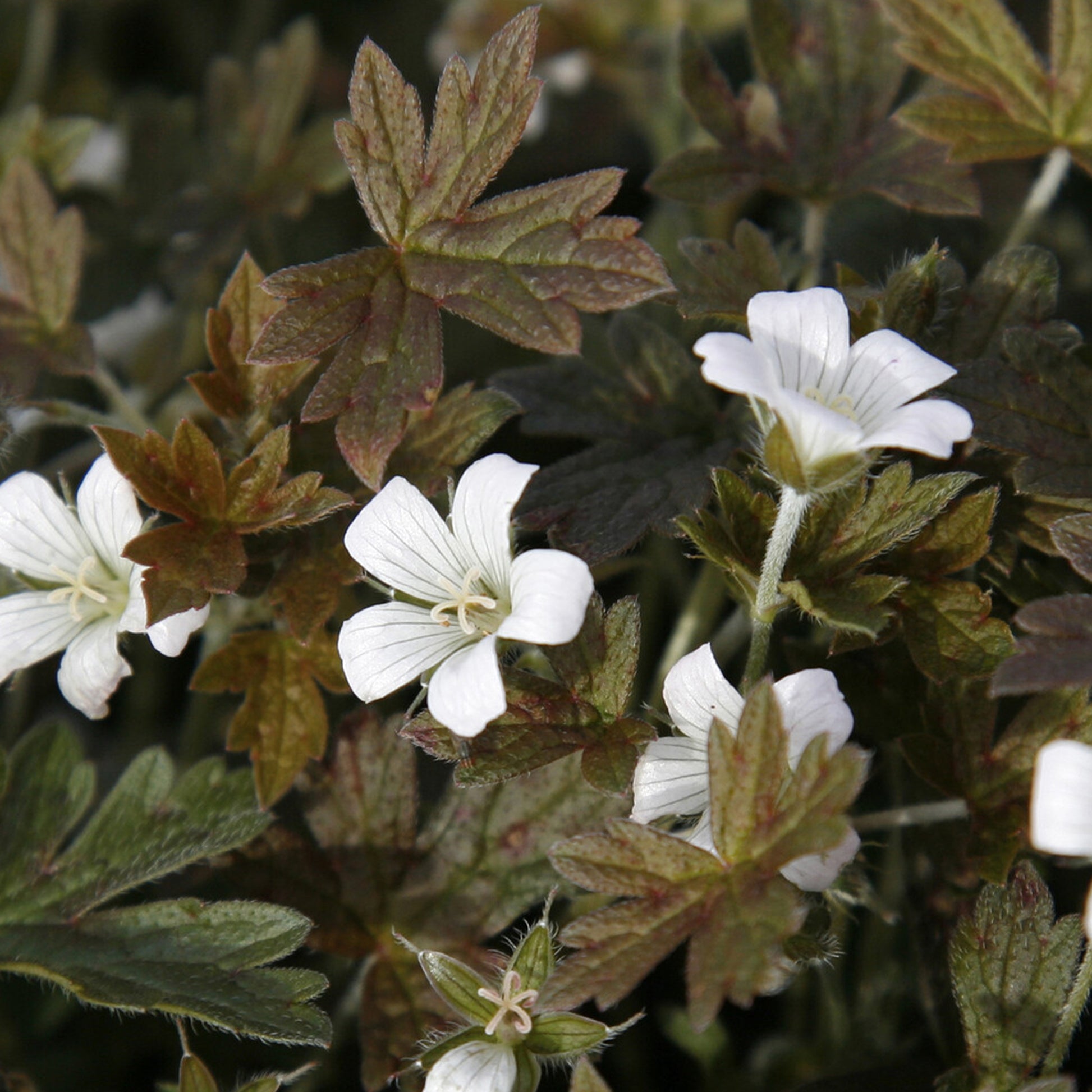 Storchschnabel 'Sanne' - Geranium oxonianum Sanne - Bakker
