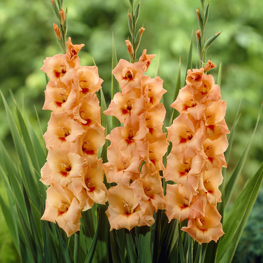 Gladiolen ‘Peter Pears’ (x25) - Bakker