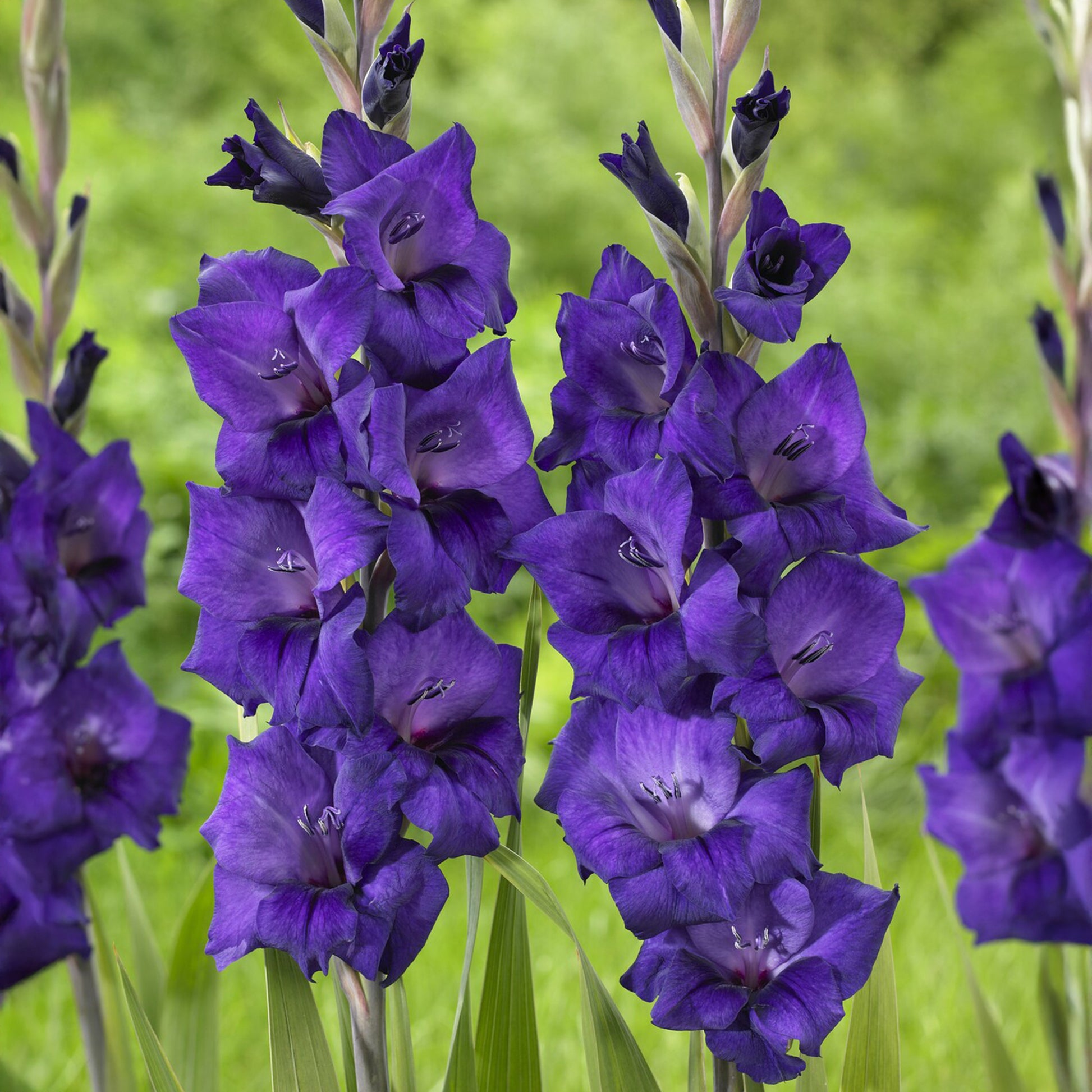 Gladiolus Purple Flora - Gladiole ‘Purple Flora’ - Gladiole-Zwiebeln