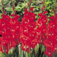 Gladiole ‘Traderhorn’ - Gladiolus Traderhorn - Bakker