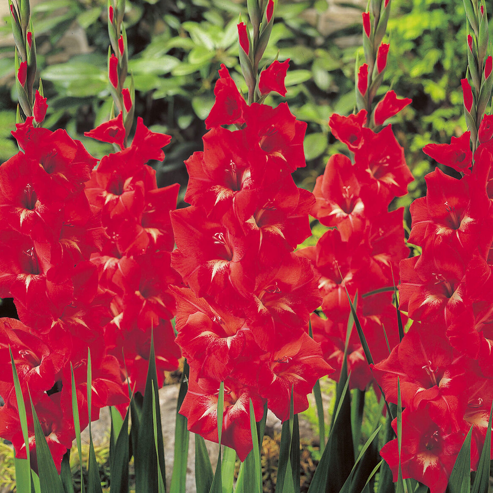 Gladiole ‘Traderhorn’ - Gladiolus Traderhorn - Bakker