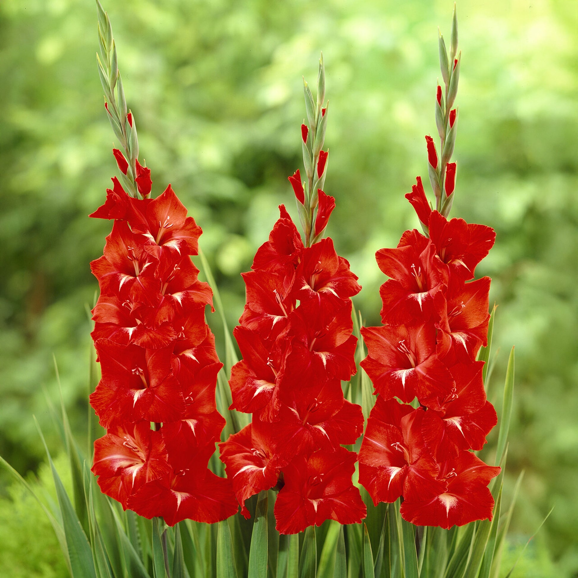 Gladiole ‘Traderhorn’ - Bakker