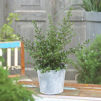 Zwerg-Stechpalme - Ilex crenata Stokes - Bakker