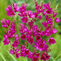 Weizenlilien ‘Mabel’ (x30) - Ixia Mabel - Bakker