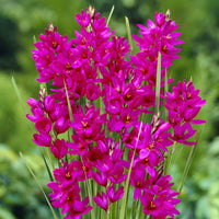 Weizenlilien ‘Mabel’ (x30) - Bakker