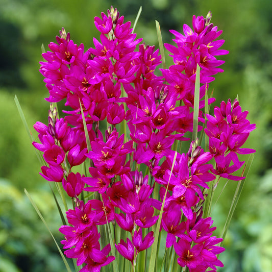 Weizenlilien ‘Mabel’ (x30) - Bakker
