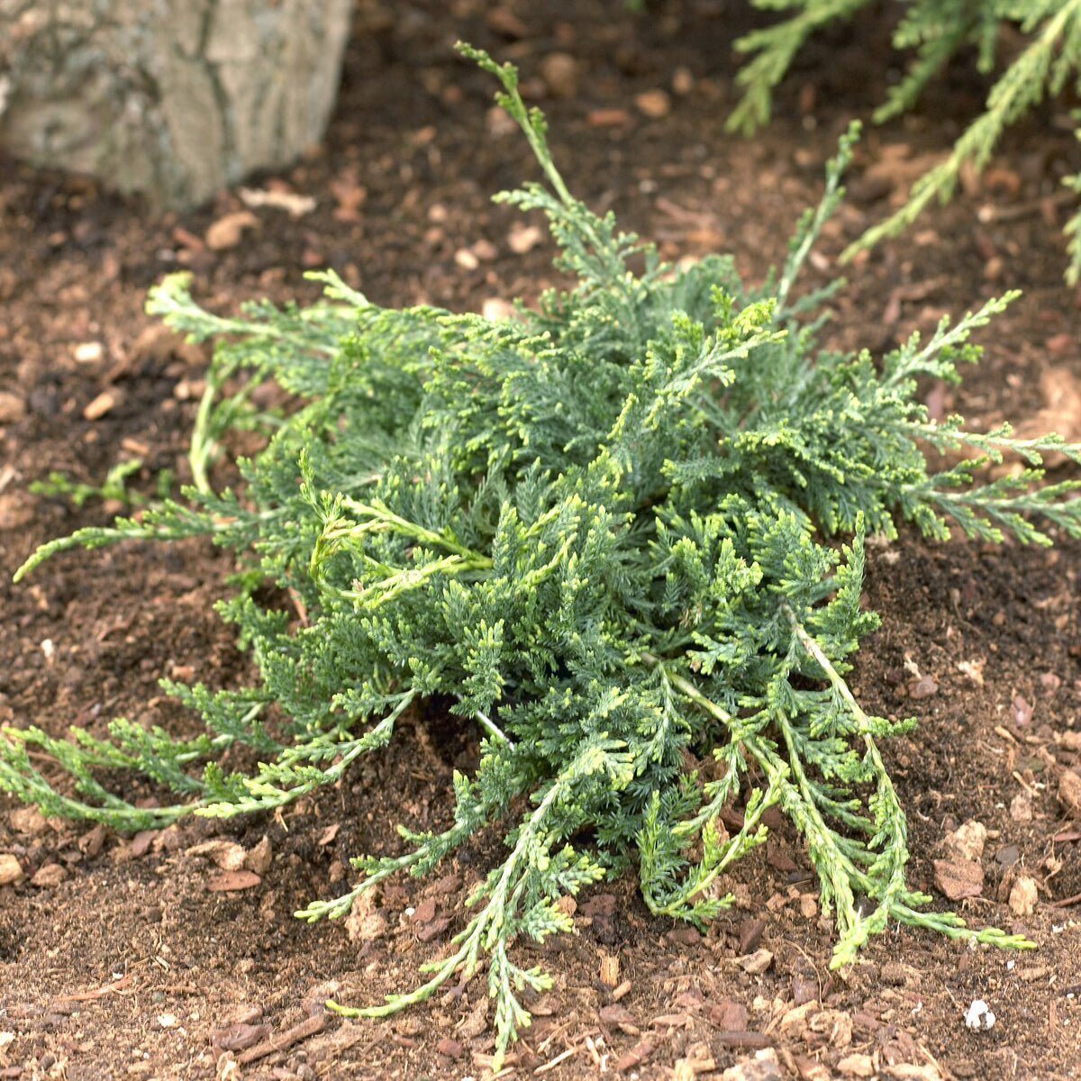 Kriech-Wacholder Wiltonii - Juniperus horizontalis Wiltonii - Bakker
