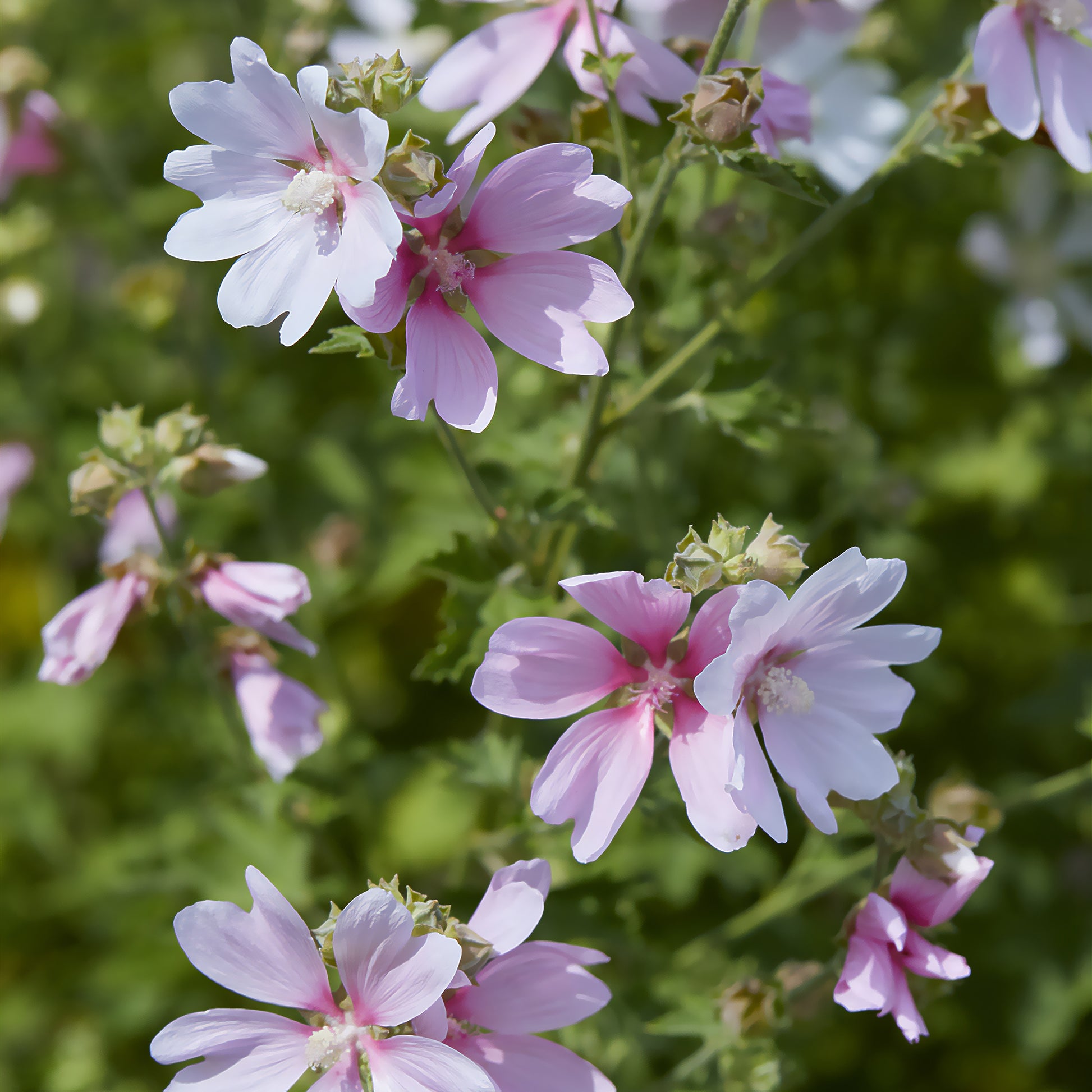 Buschmalve Barnsley Baby - Lavatera Barnsley Baby - Bakker