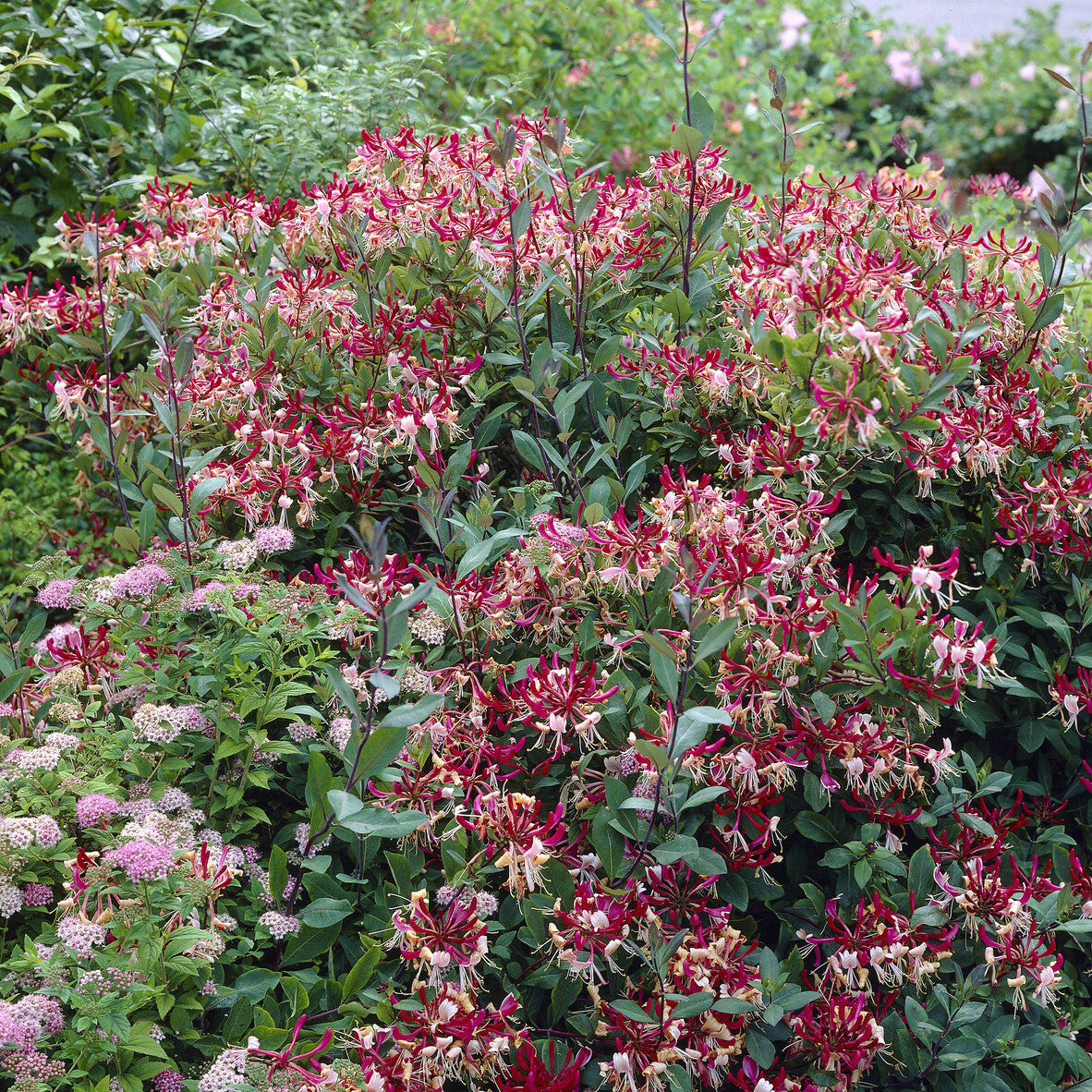 Wald-Geißblatt Belgica - Lonicera periclymenum Belgica - Bakker