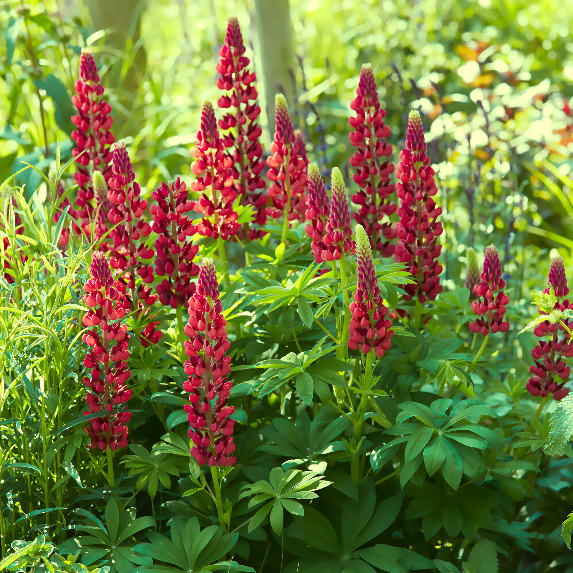 Lupinus My Castle - Lupine ‘My Castle’ - Lupine