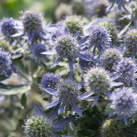 Flachblättrige Edeldistel Blue Hobbit - Eryngium planum Blue Hobbit - Bakker