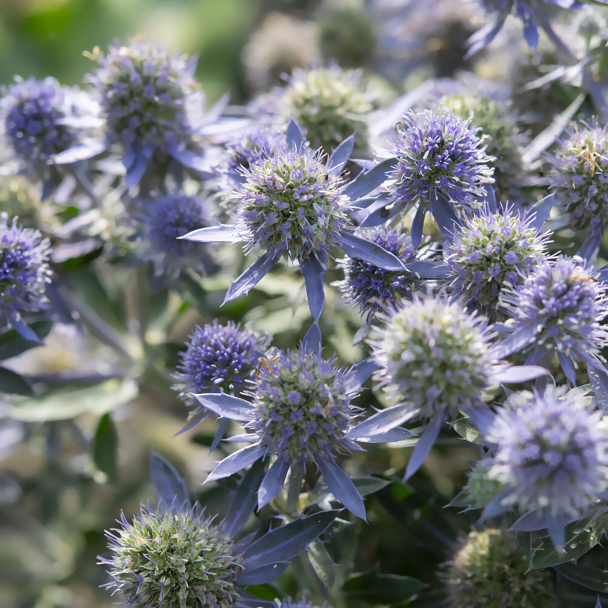 Flachblättrige Edeldistel Blue Hobbit - Eryngium planum Blue Hobbit - Bakker
