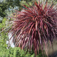 Neuseeländischer Flachs - Phormium - Neuseeländischer Flachs Rainbow Queen - Phormium tenax Rainbow Queen