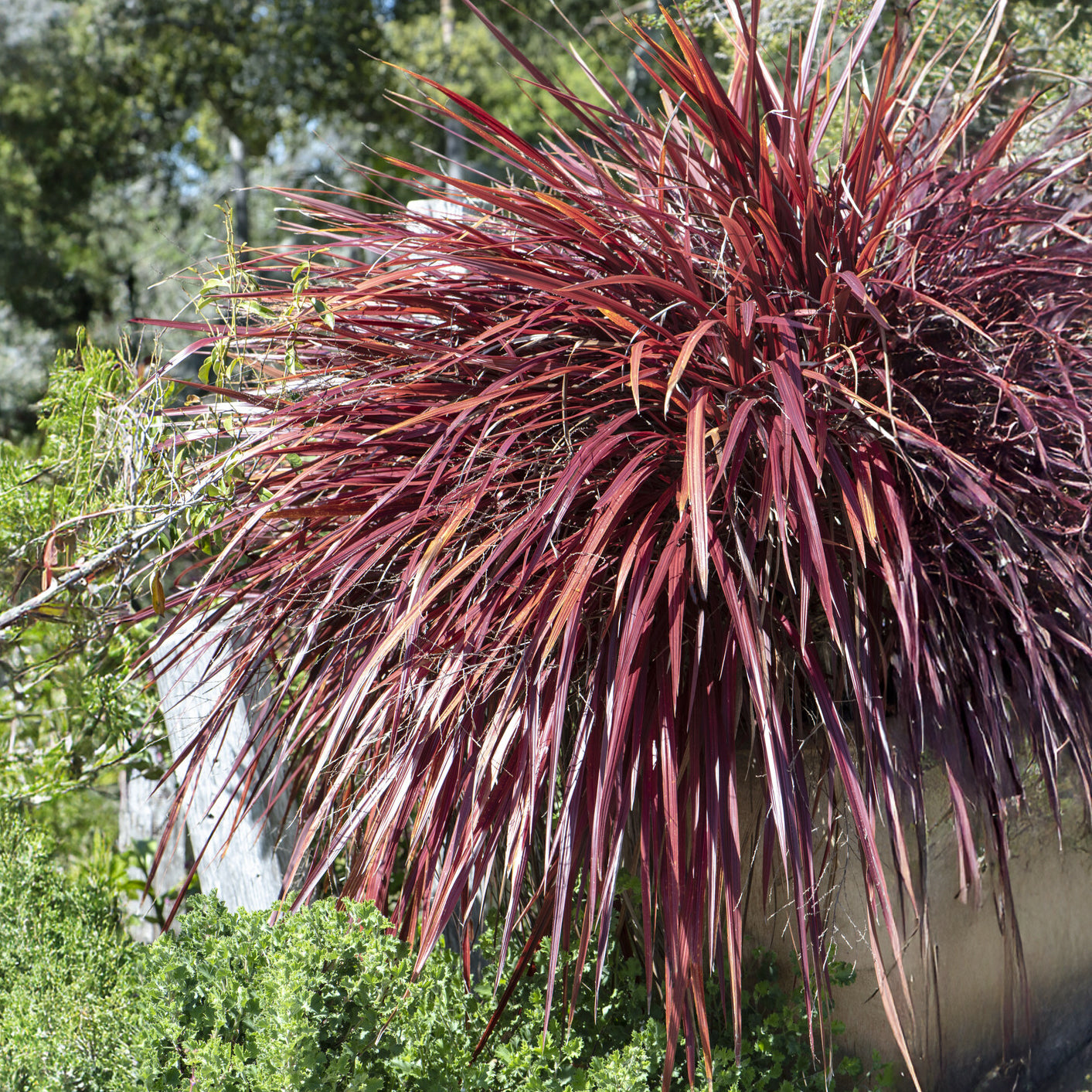 Neuseeländischer Flachs - Phormium - Neuseeländischer Flachs Rainbow Queen - Phormium tenax Rainbow Queen