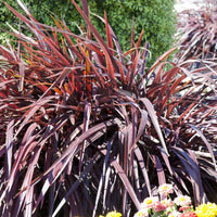 Verkauf Neuseeländischer Flachs Rainbow Queen - Phormium tenax Rainbow Queen