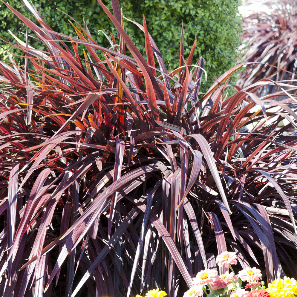 Verkauf Neuseeländischer Flachs Rainbow Queen - Phormium tenax Rainbow Queen