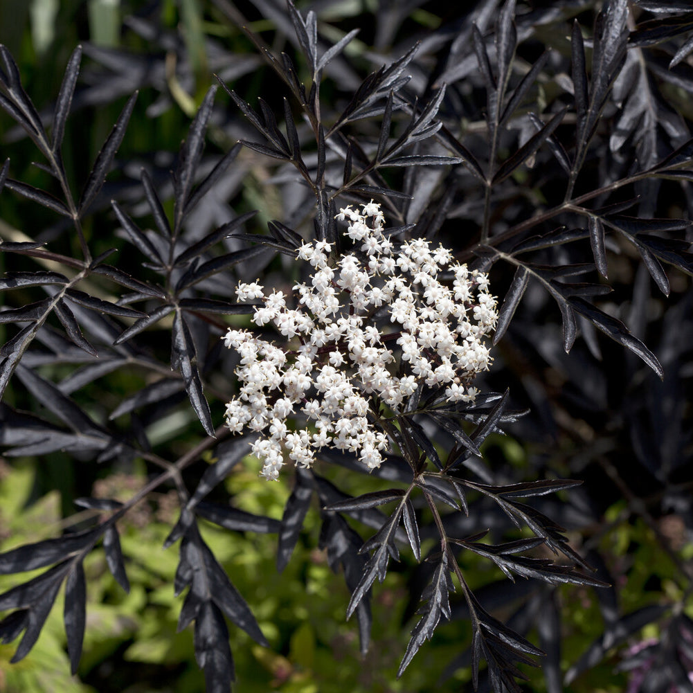 Sambucus nigra Black Lace® - Schwarzer Holunder Black Lace® - Sambucus - Holunder
