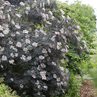 Verkauf Schwarzer Holunder Black Lace® - Sambucus nigra Black Lace®