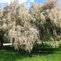 Weißer Tamariskenstrauch - Tamaris ramosissima Hulsdonk White - Bakker