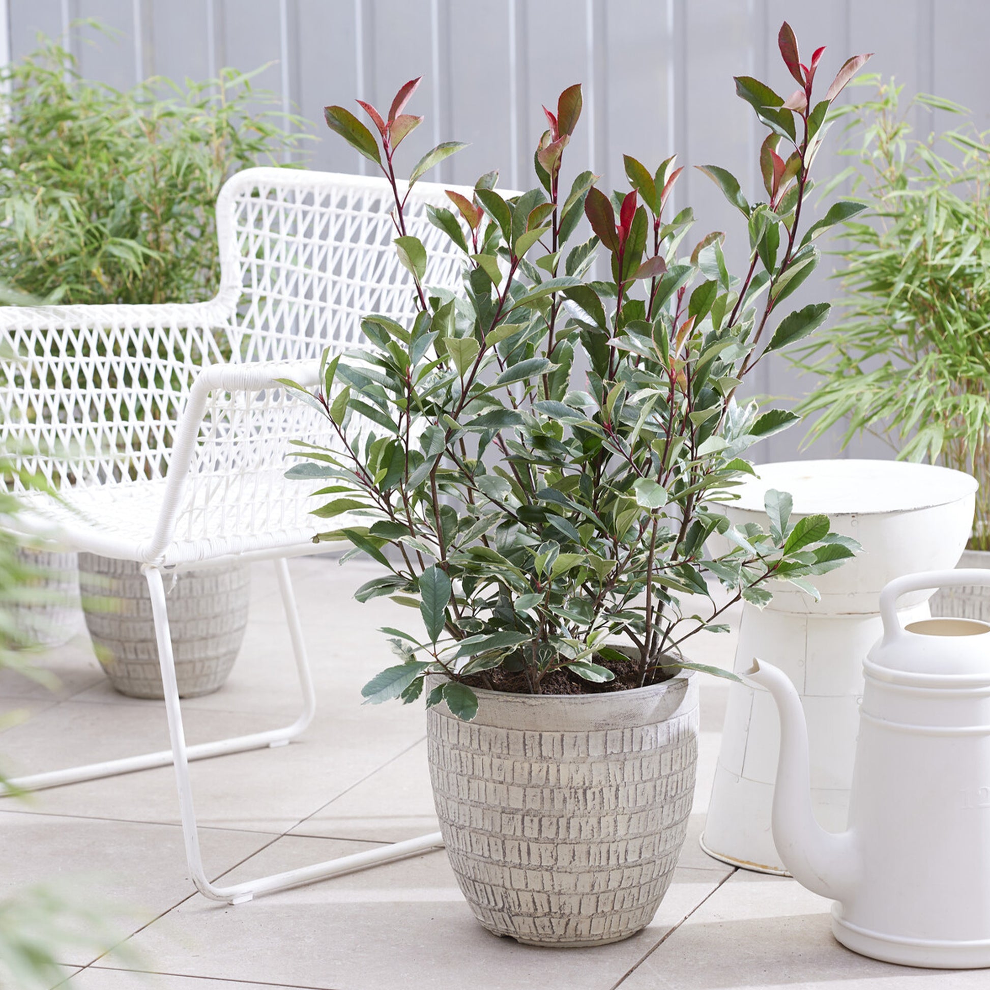 Photinia x fraseri Louise - Glanzmispel ‘Louise’ - Photinia