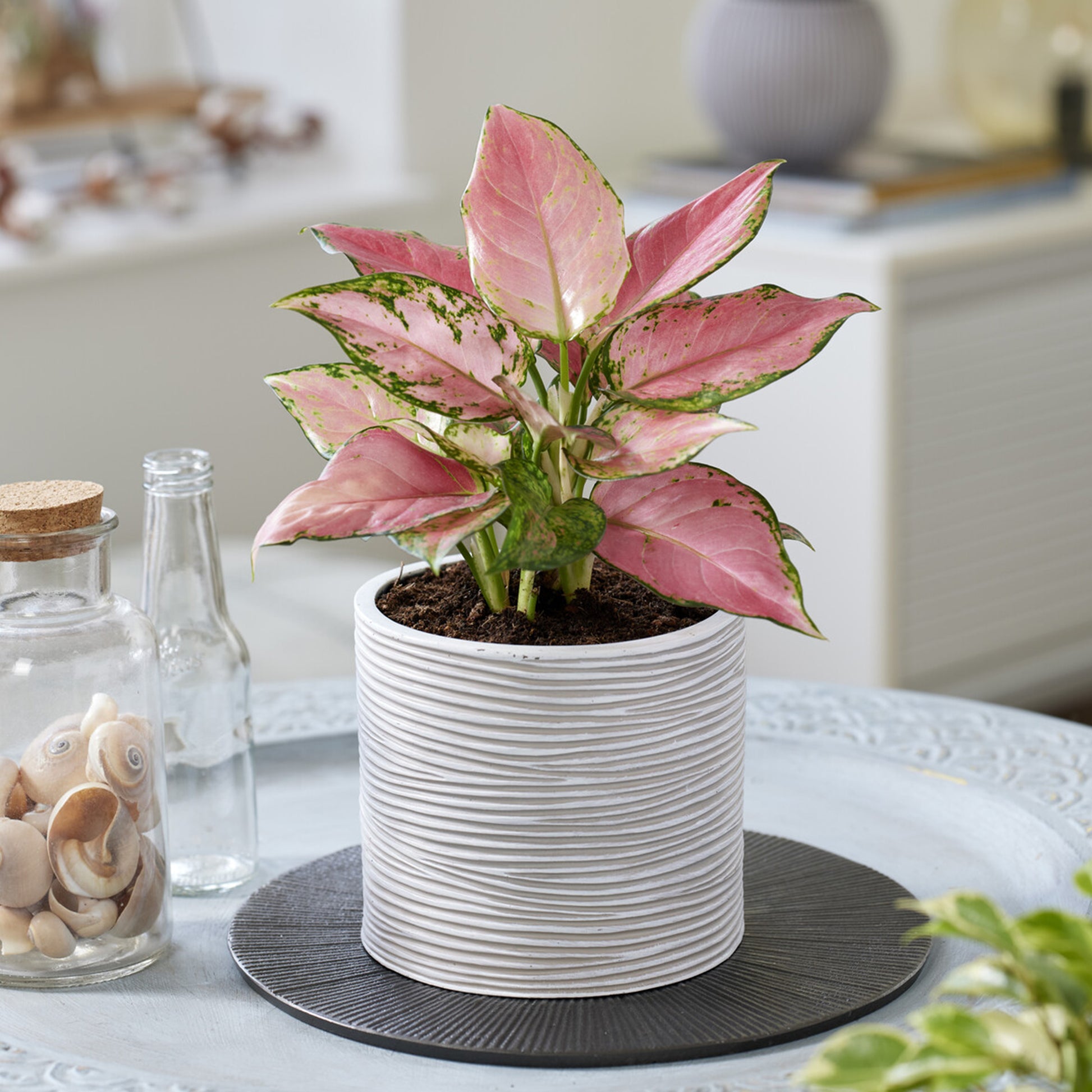 Aglaonema ‘Pink Star’ - Bakker