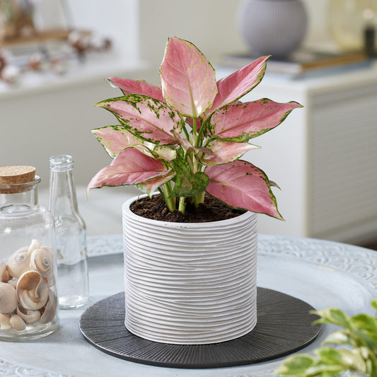 Aglaonema ‘Pink Star’ - Bakker
