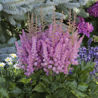 Astilbe chinensis Little Vision in Purple ® - Prachtspiere ‘Little Vision in Purple’® - Astilbe - Prachtspiere