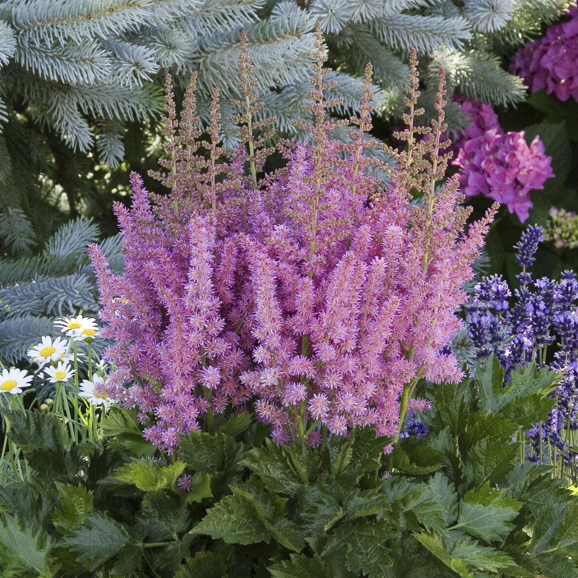 Astilbe chinensis Little Vision in Purple ® - Prachtspiere ‘Little Vision in Purple’® - Astilbe - Prachtspiere