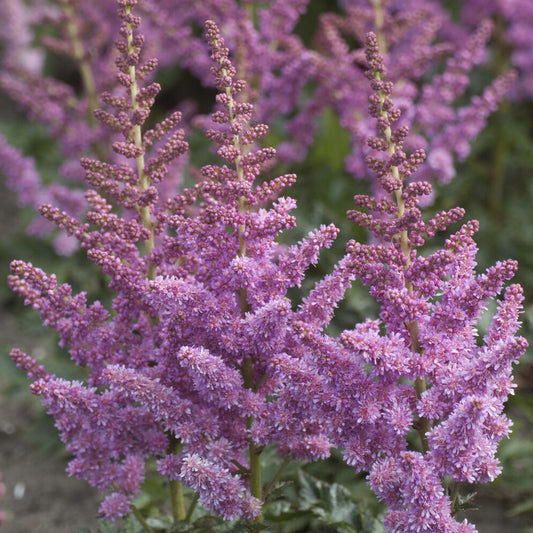 Prachtspiere ‘Little Vision in Purple’® - Bakker