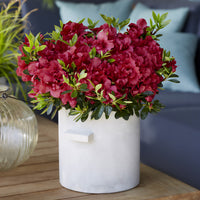 Japanische Azalee ‘Encore Autumn Fire’® - Rhododendron Encore® Autumn Fire - Bakker
