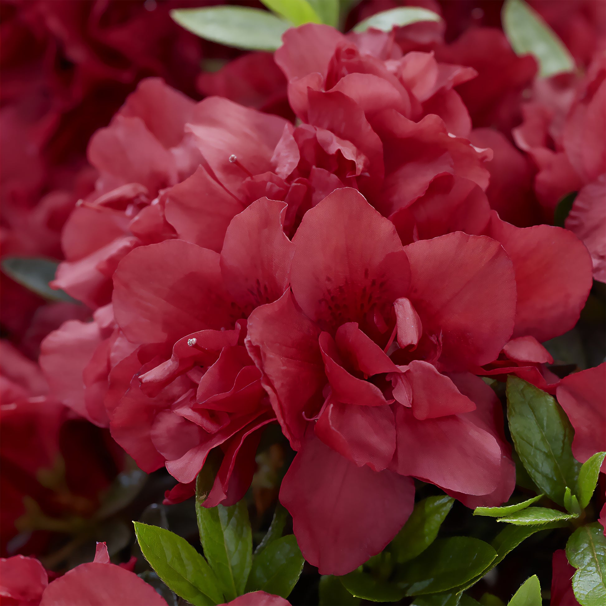 Japanische Azalee ‘Encore Autumn Fire’® - Bakker