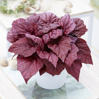 Begonie Inca Flame - Begonia rex Beleaf Inca Flame - Bakker