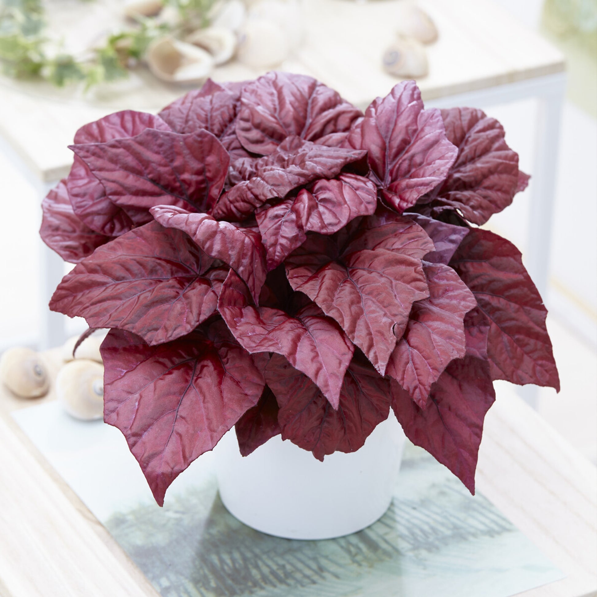Begonie Inca Flame - Begonia rex Beleaf Inca Flame - Bakker