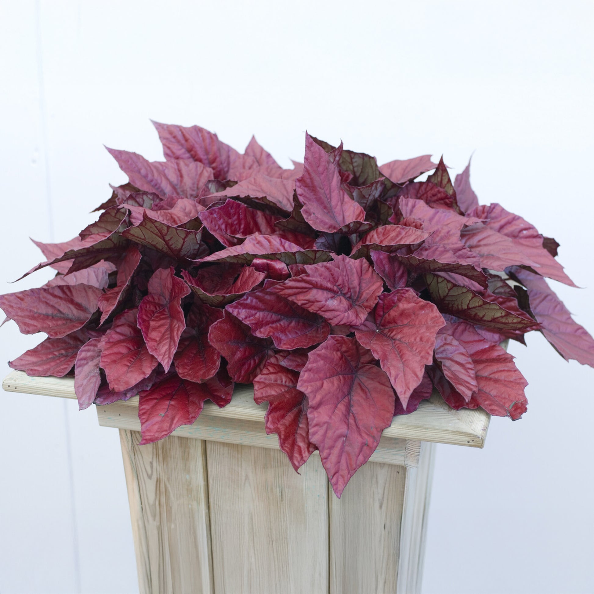 Begonie Inca Flame - Bakker