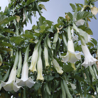Balkonblumen - Engelstrompete weiß - Brugmansia arborea