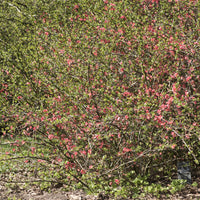 Chaenomeles x superba Pink Lady - Zierquitte Pink Lady - Chaenomeles - Zierquitte