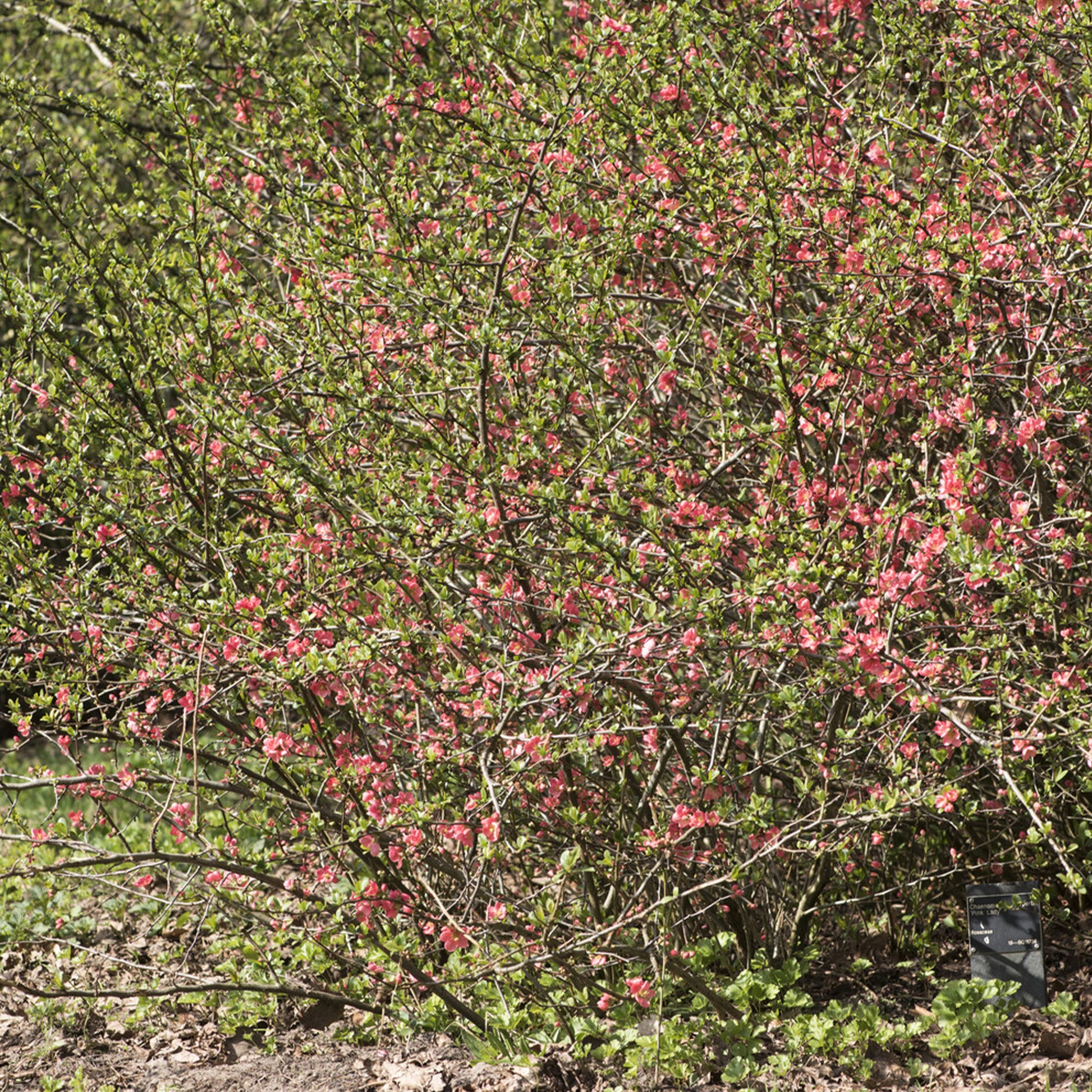 Chaenomeles x superba Pink Lady - Zierquitte Pink Lady - Chaenomeles - Zierquitte