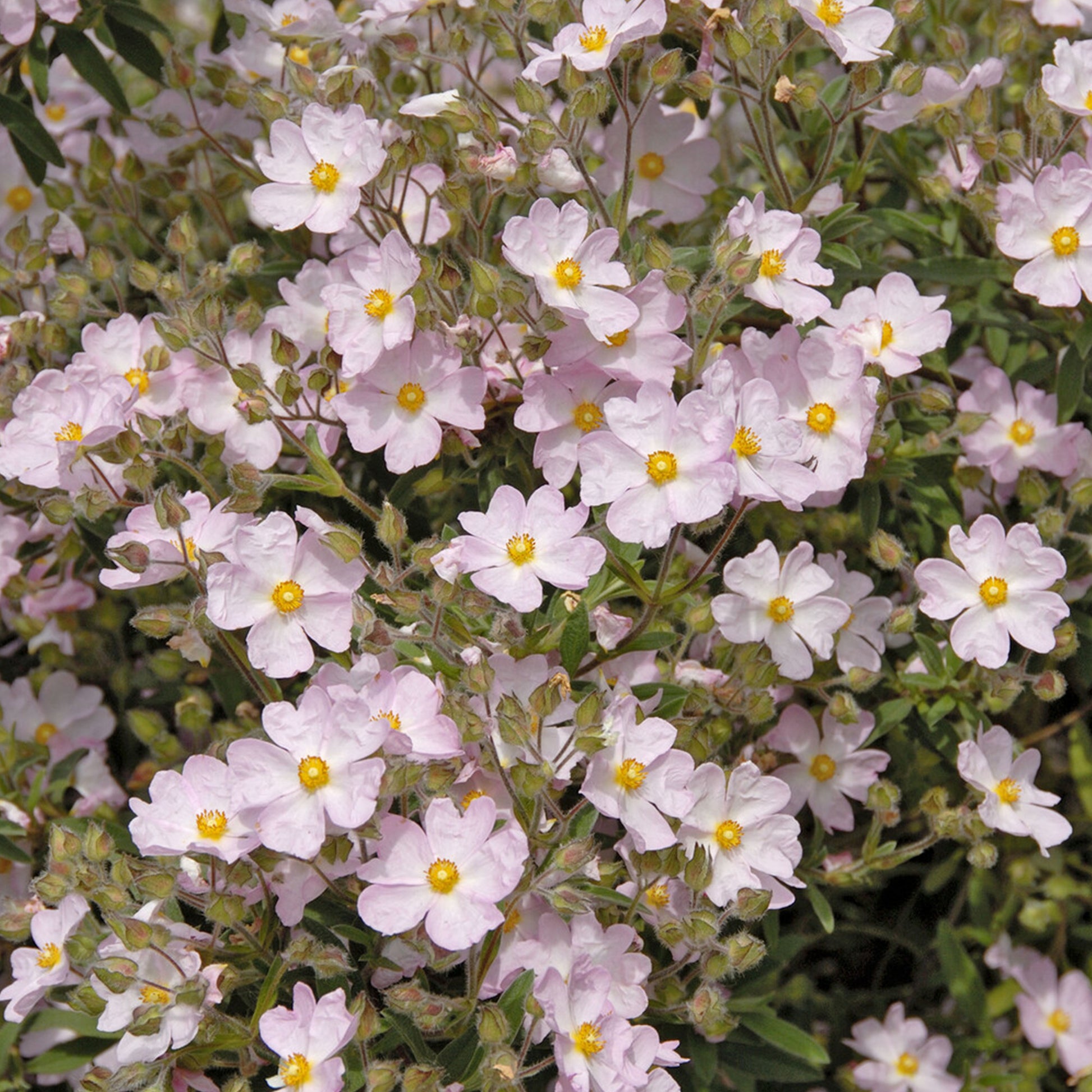 Zistrose Silver Pink - Bakker