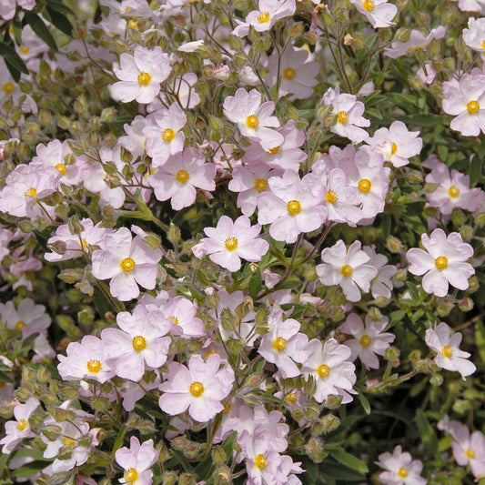 Zistrose Silver Pink - Bakker