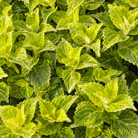Buntnessel 'Electric Lime' - Bakker