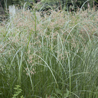 Uferpflanzen - Zypergras - Cyperus alternifolius