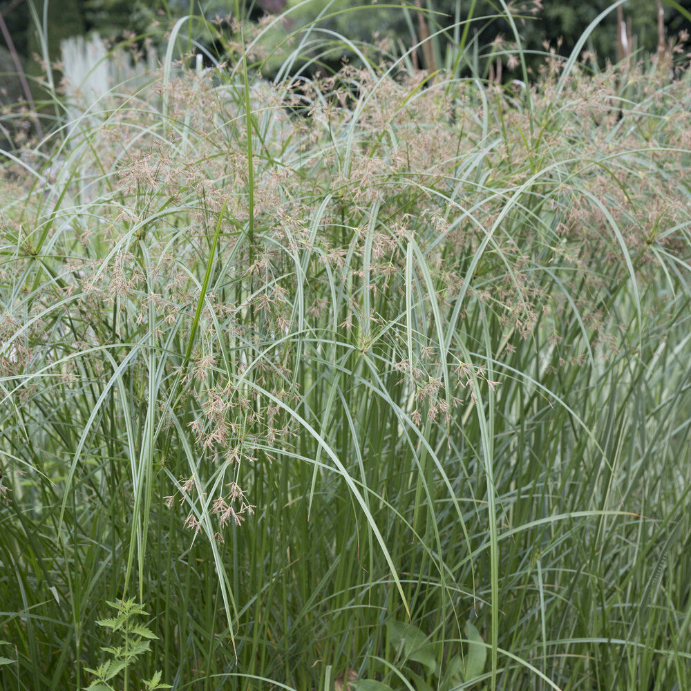 Uferpflanzen - Zypergras - Cyperus alternifolius