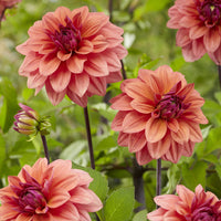 Dahlia American Dawn - Dekorative Dahlien 'American Dawn'(x3) - Dahlien-Zwiebeln