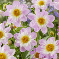 Halskrausen-Dahlie ‘Teesbrooke Audrey’ - Dahlia Teesbrooke Audrey - Bakker