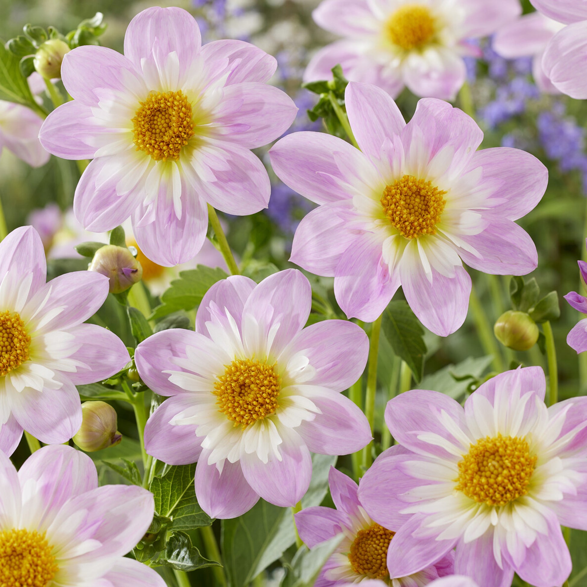 Halskrausen-Dahlie ‘Teesbrooke Audrey’ - Dahlia Teesbrooke Audrey - Bakker