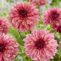 Dahlien-Zwiebeln - Dahlie 'Bacardi' (x3) - Dahlia Bacardi