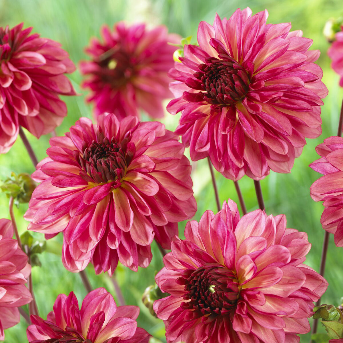 Dahlie 'Bacardi' (x3) - Bakker