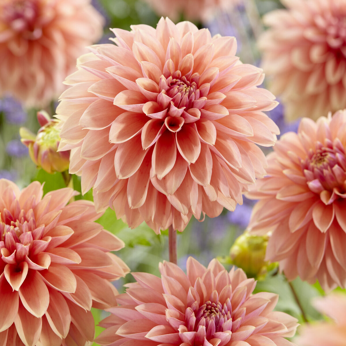 Dahlie ‘Kick Off’ - Dahlia Kick Off - Bakker